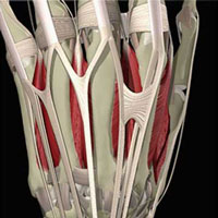 connecting tendons